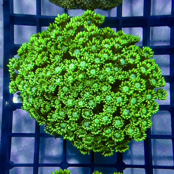 Ultra Green Goniopora