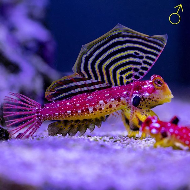 Flame Scooter Blenny