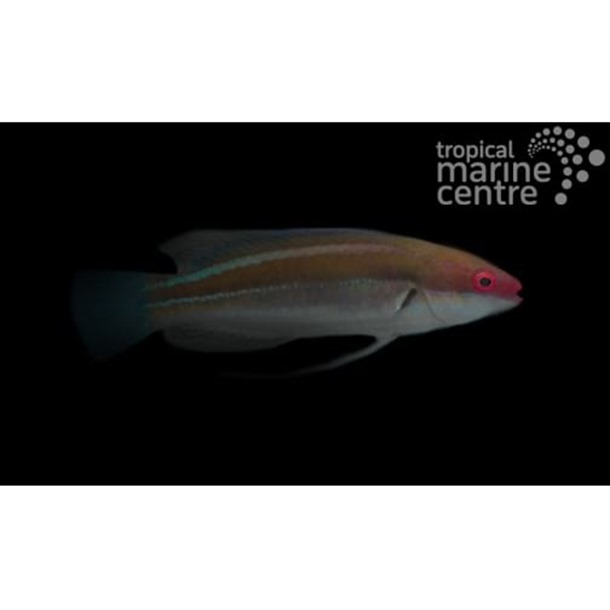 Temminck's Fairy Wrasse