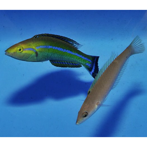 Smalltail Pencil Wrasse