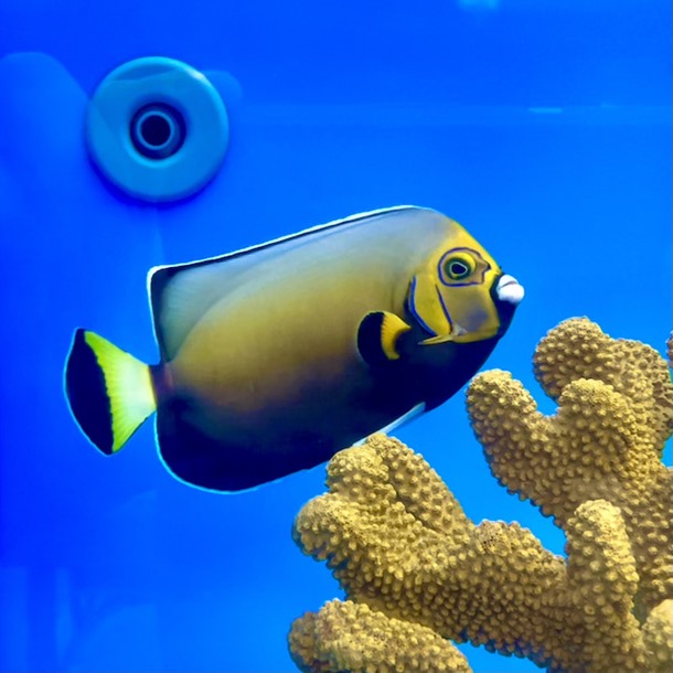 Conspic Angel Fish