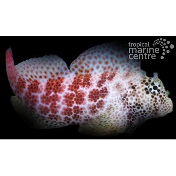 Leopard Blenny