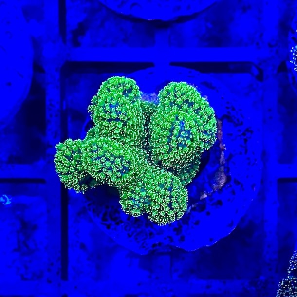 Forest Green Stylo Frag