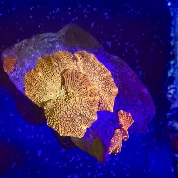 Gold  Mushroom