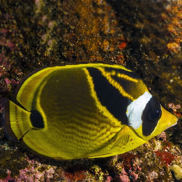 Racoon Butterflyfish