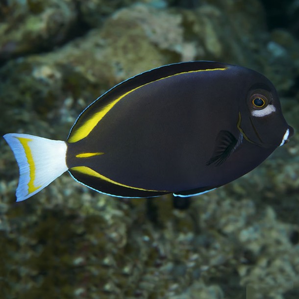 White Cheek Tang