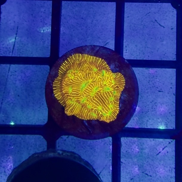 Jack O Lantern Leptoseris Frag