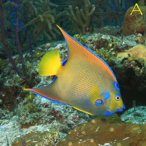 Queen Angel Fish