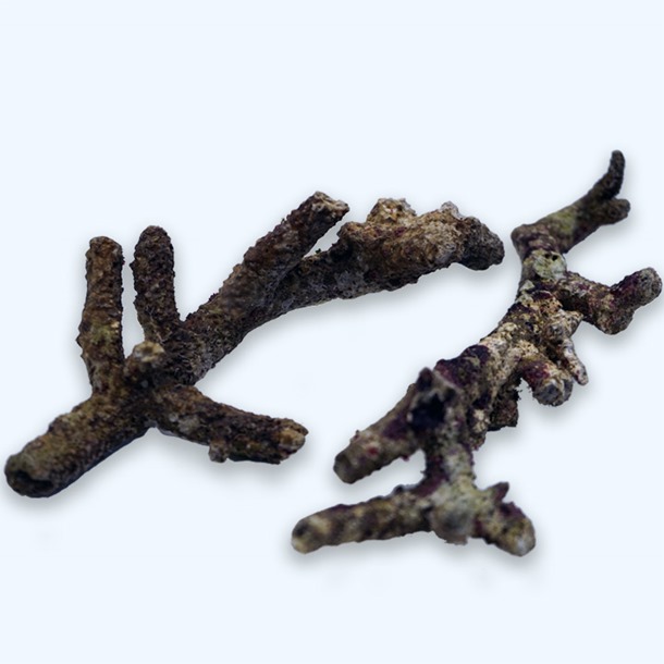 Branch Live Rock per/Kg