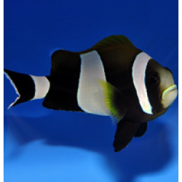 Wide Band Saddleback Clownfish