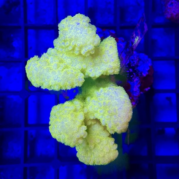 Lime Green Pocillopora