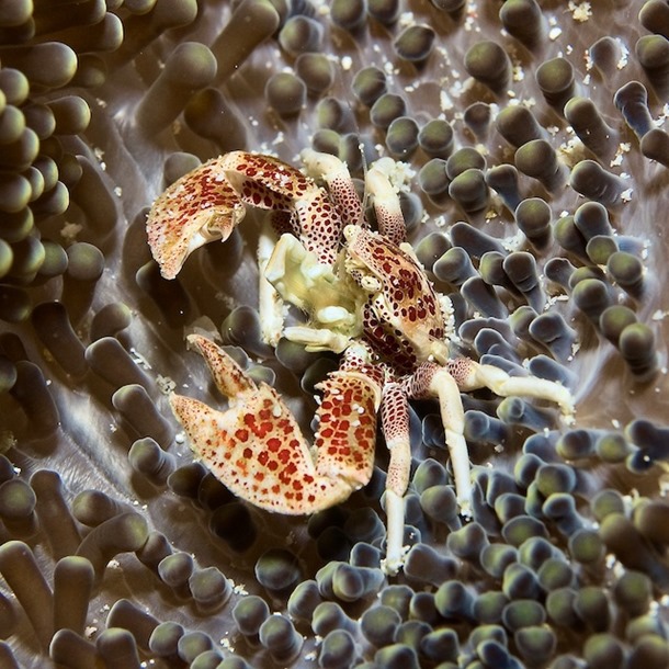 Spotted Anemone Crab