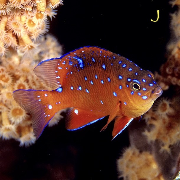 Garibaldi Damsel