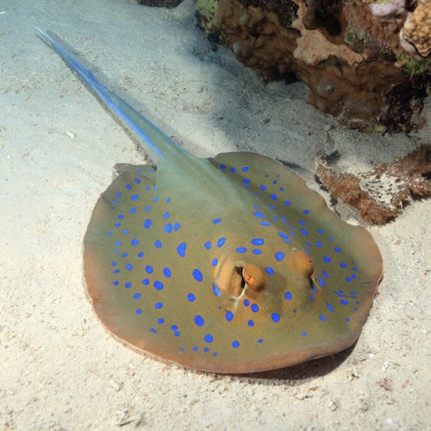 Blue Spot Ray