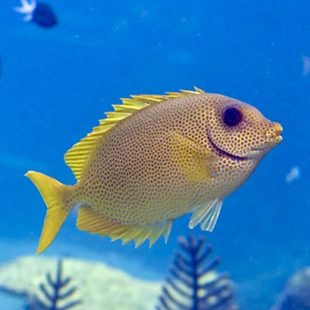 Blue Spotted Rabbitfish