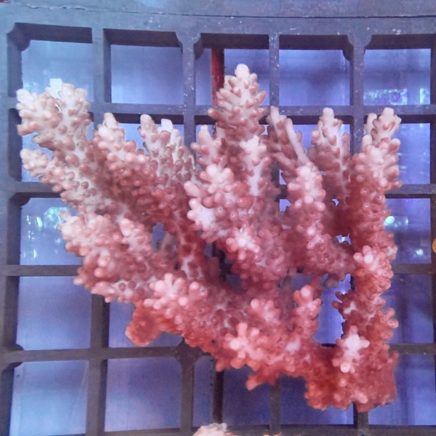 Oz Acropora Colony