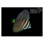 Pacific Sailfin Tang