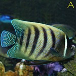 Six Bar Angel Fish