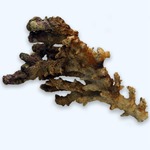 Branch Live Rock per/Kg