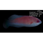 Eightline Flasher Wrasse