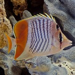 Merten's Pearlscale Butterflyfish