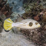 Lined Dogface Puffer