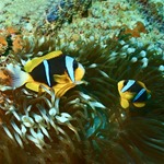 Allard's Clarkii Clownfish
