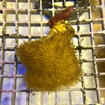 Yellow Toadstool
