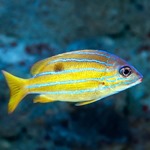 Blue Stripe Snapper