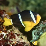 Clark's Clarkii Clownfish