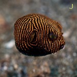 Starry Dogface Puffer