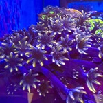 Black Gold Clove Polyps