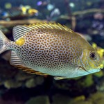 Orange Spot Rabbitfish