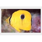 Indian Teardrop Butterflyfish