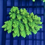 Oz Acropora Colony