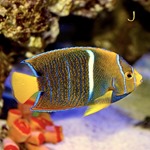 King Angel Fish