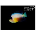 Multicolour Dwarf Angel Fish
