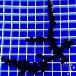 Black Sun Coral