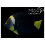 Yellow Tail Angel Fish