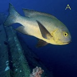 Longfin Snapper