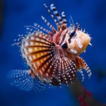 Zebra Lionfish