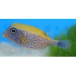 Red Sea Boxfish