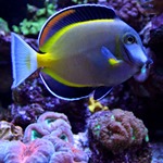 Gold Rim Tang