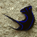 Blue Neon Nudibranch
