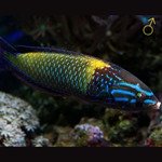 Femininus Tamarin Wrasse