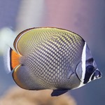 Collare Butterflyfish