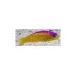 Diadem Dottyback