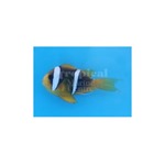 Blue Stripe Clarkii Clownfish