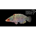 Snooty Maori Wrasse