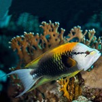 Slingjaw Wrasse